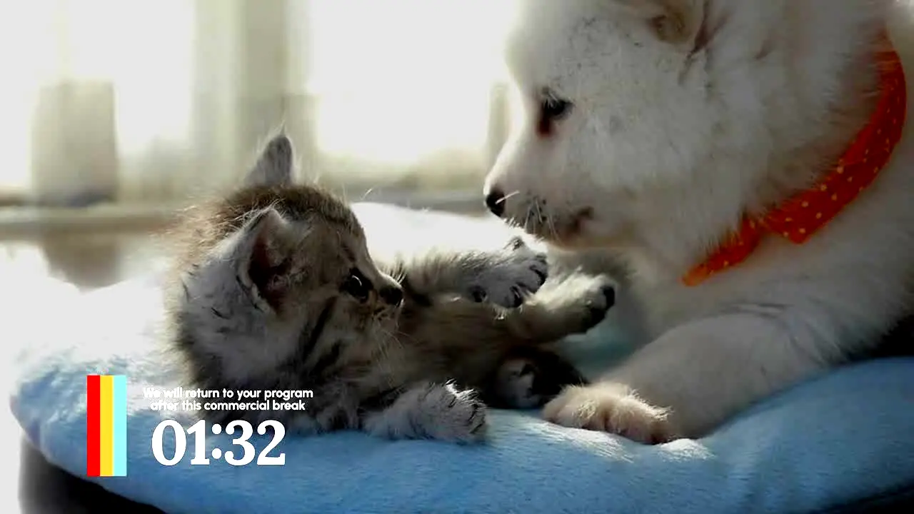 Love Pets ao vivo