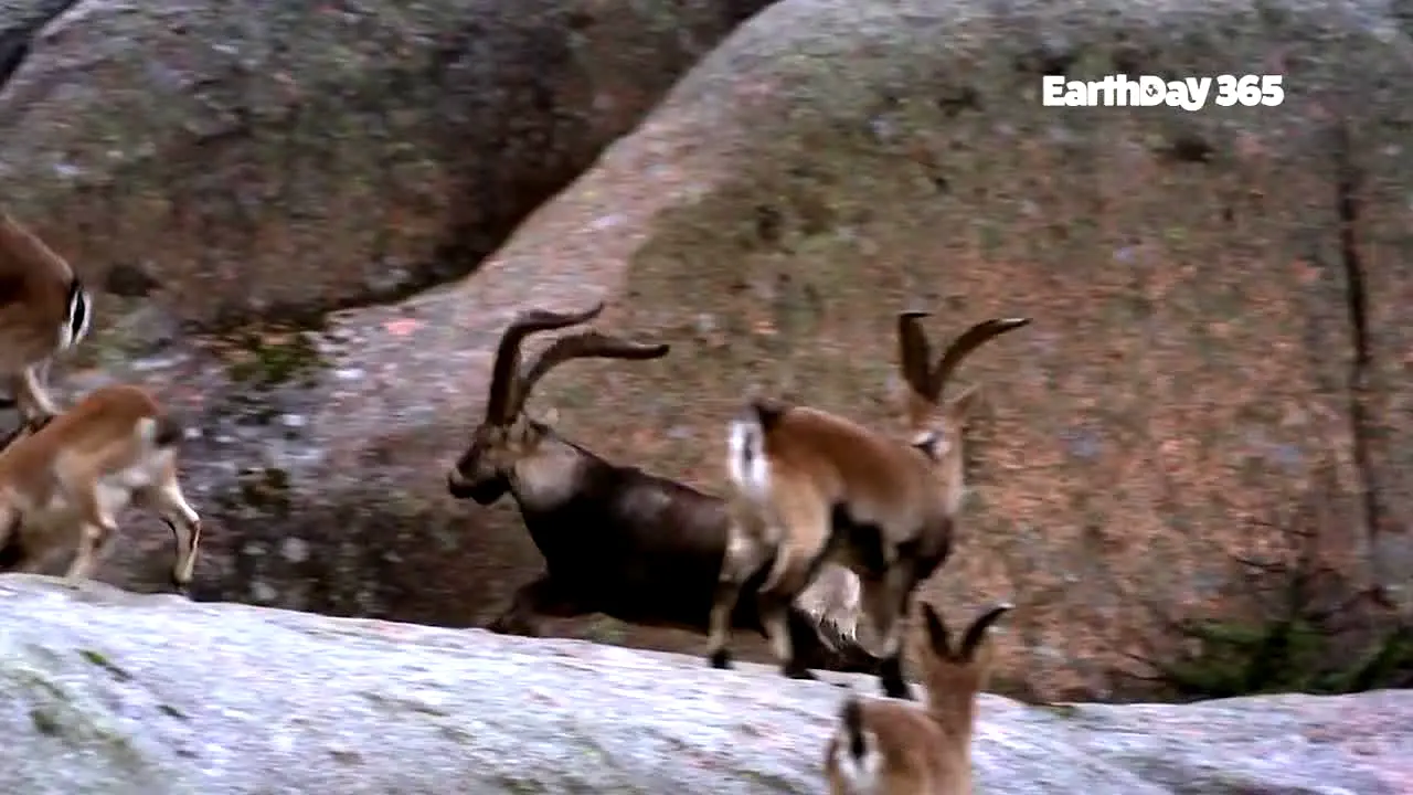 EarthDay 365 in diretta