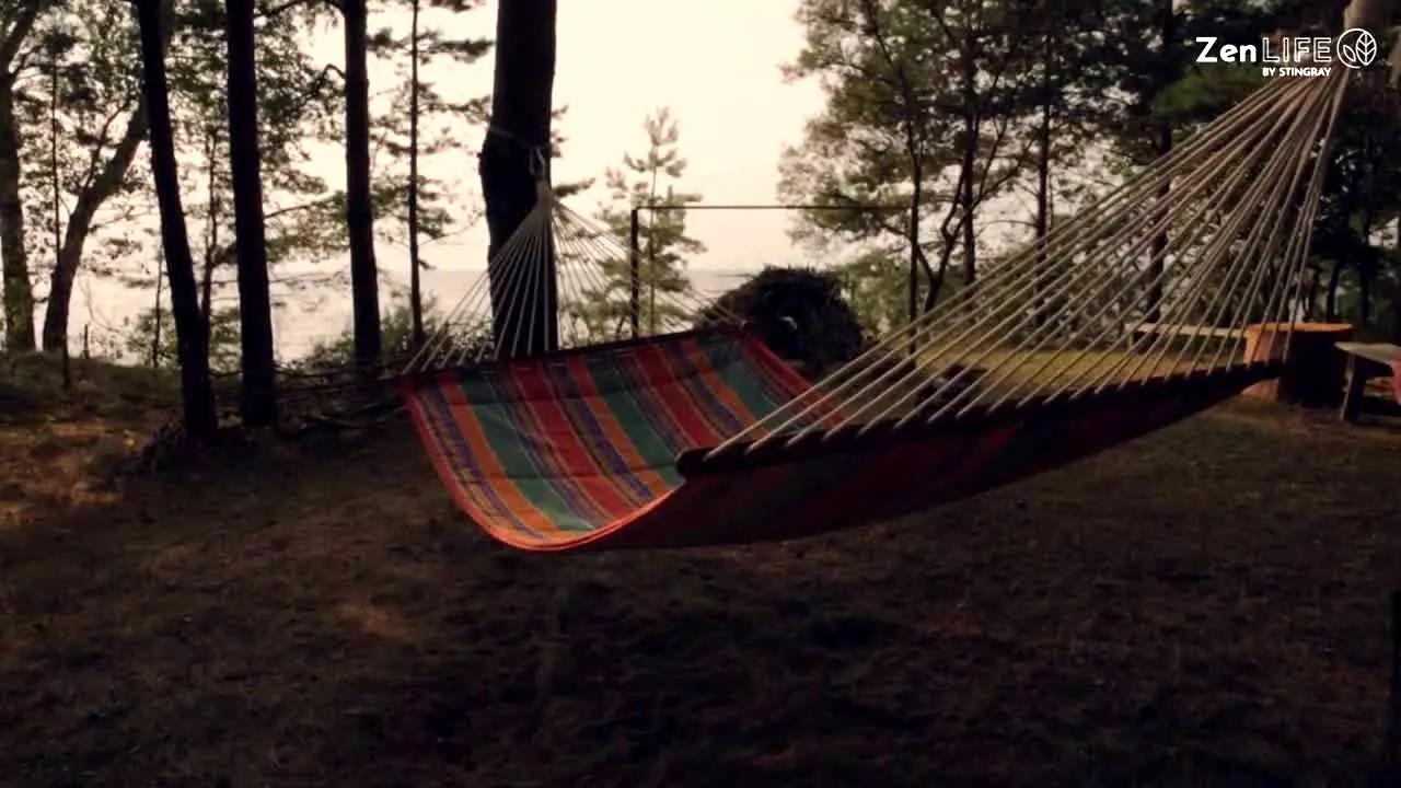 ZenLIFE by Stingray live