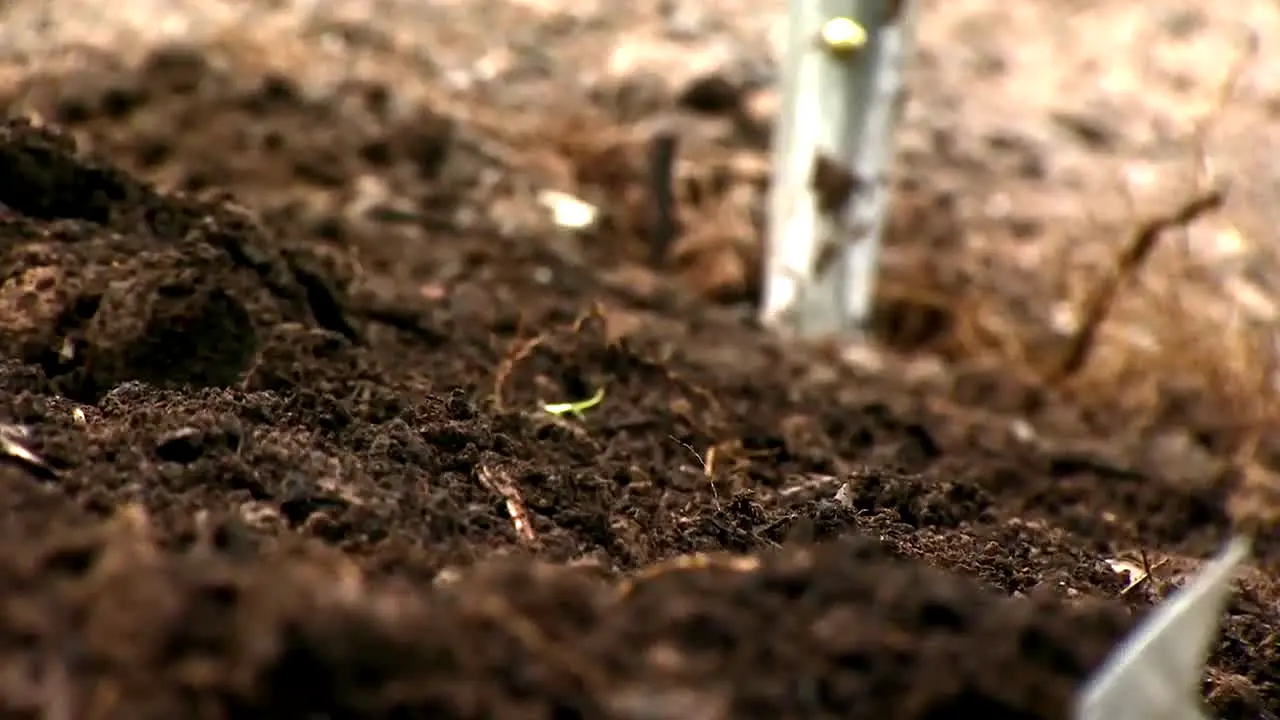 Gardeners' World na żywo
