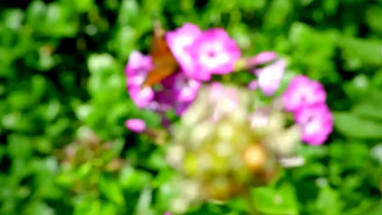 Gardeners' World en direct