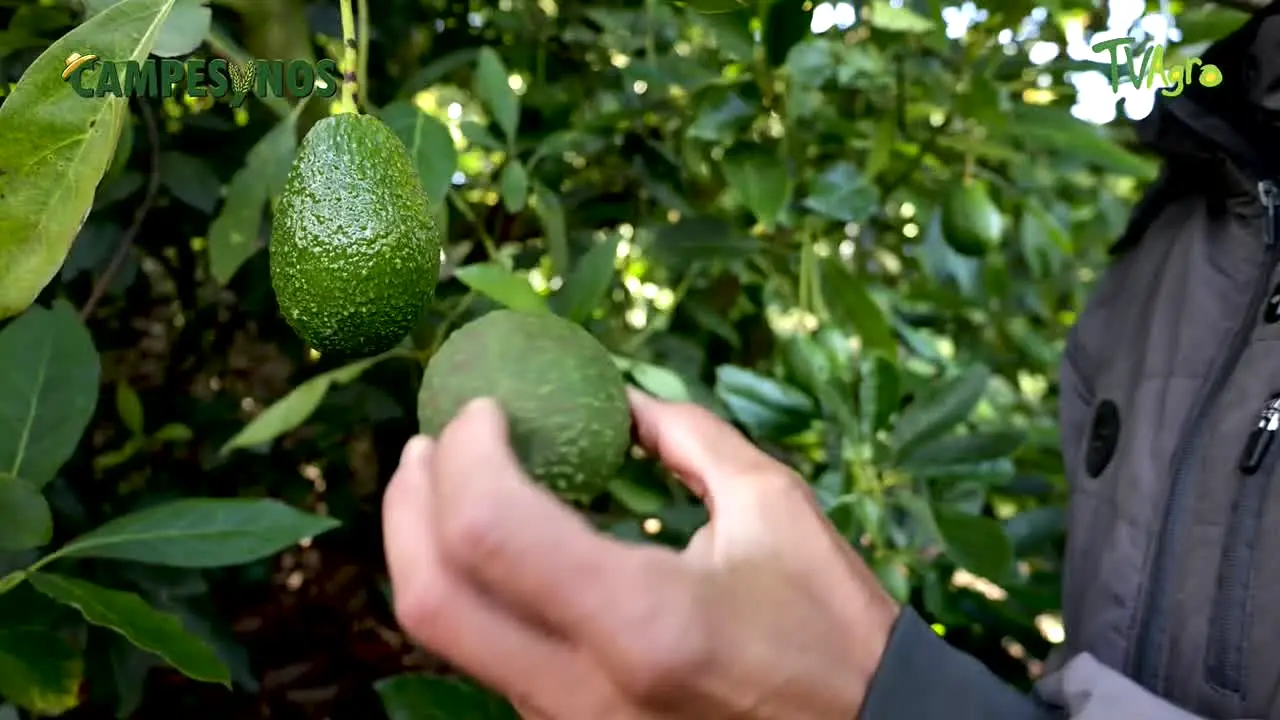 TVAgro en vivo