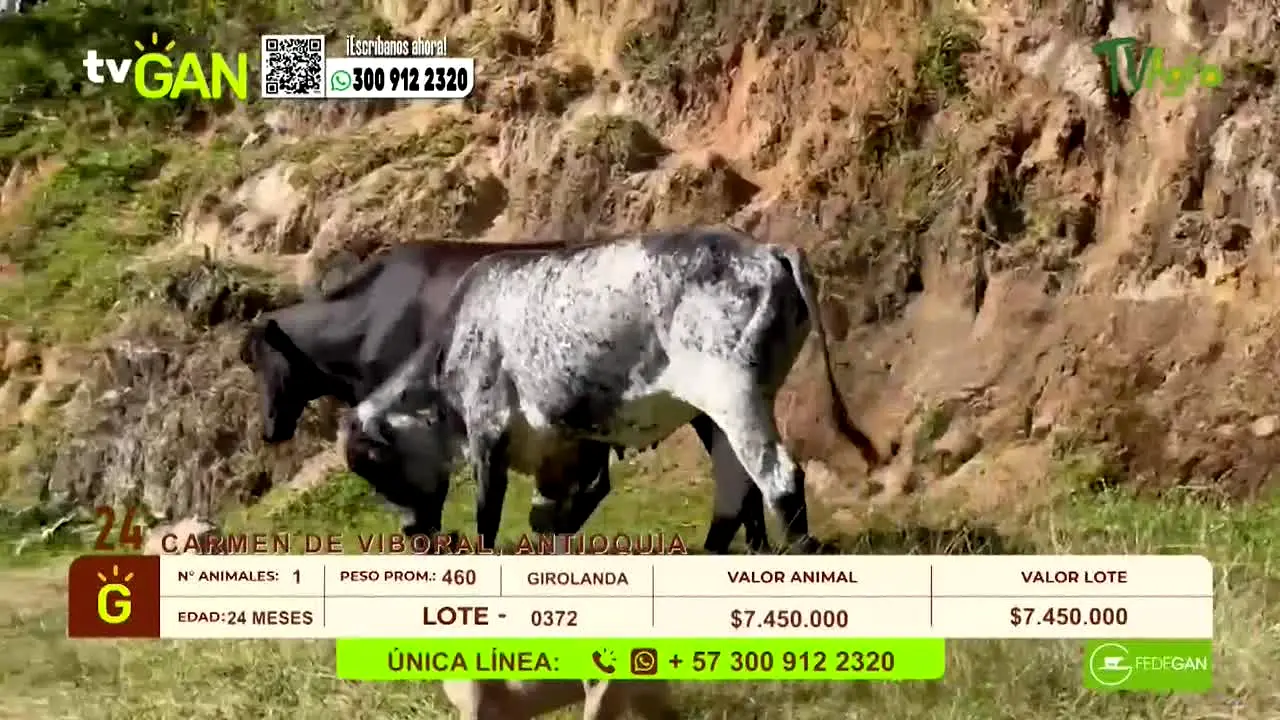 TVAgro live