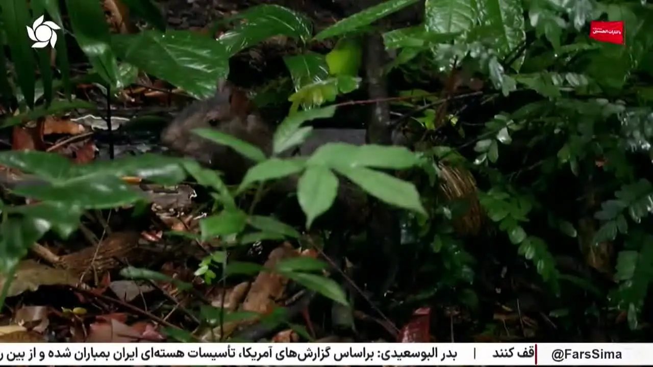 Fars TV live