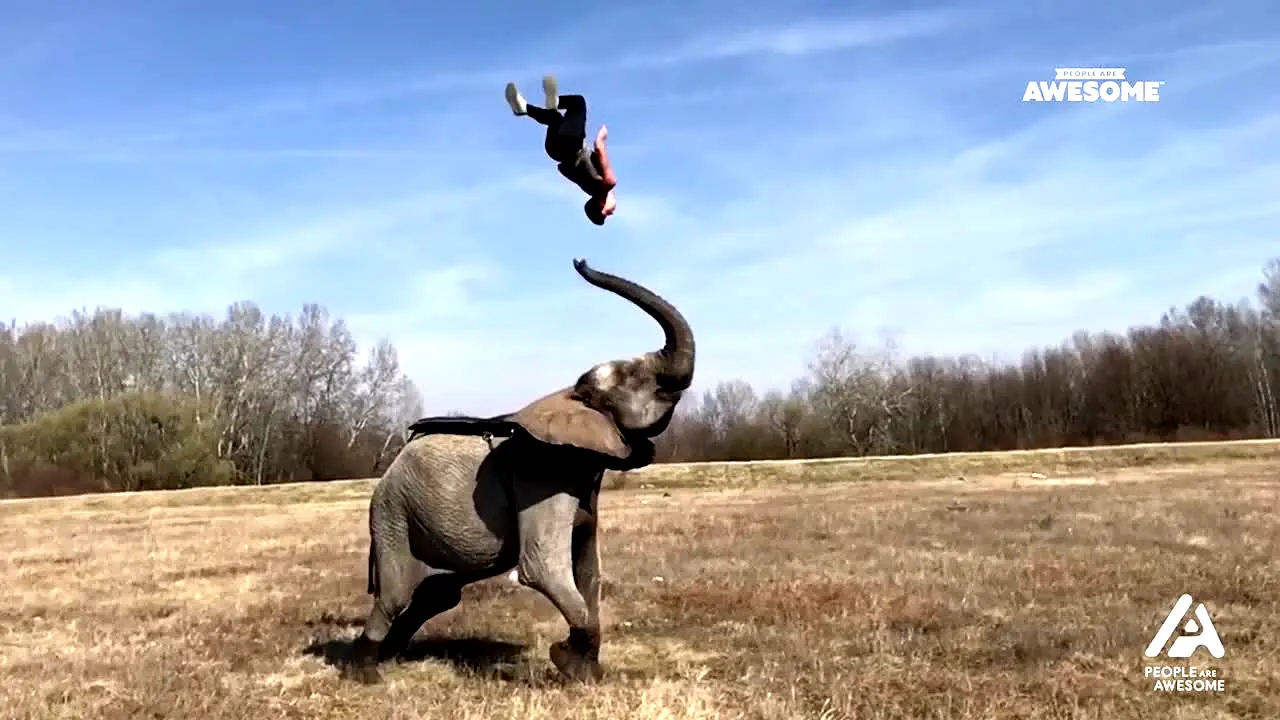People Are Awesome live
