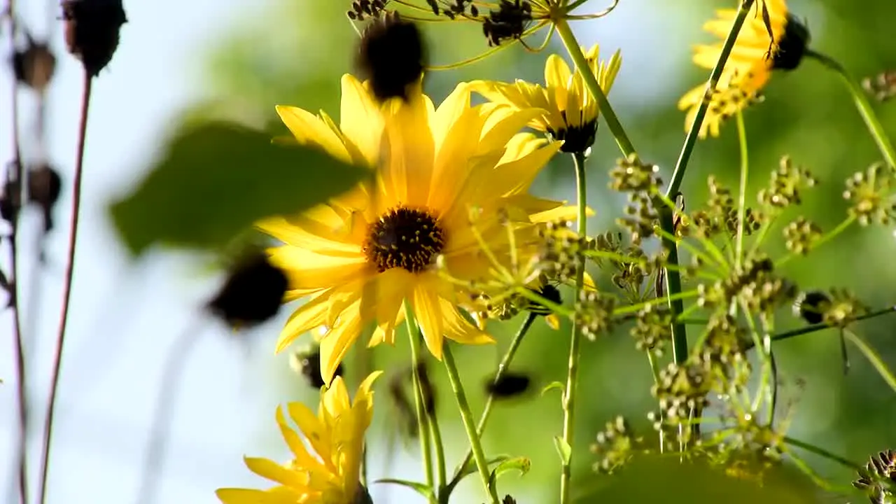 Gardeners' World live