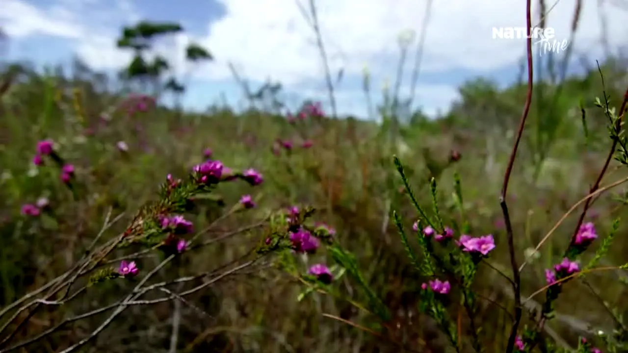 Nature Time live