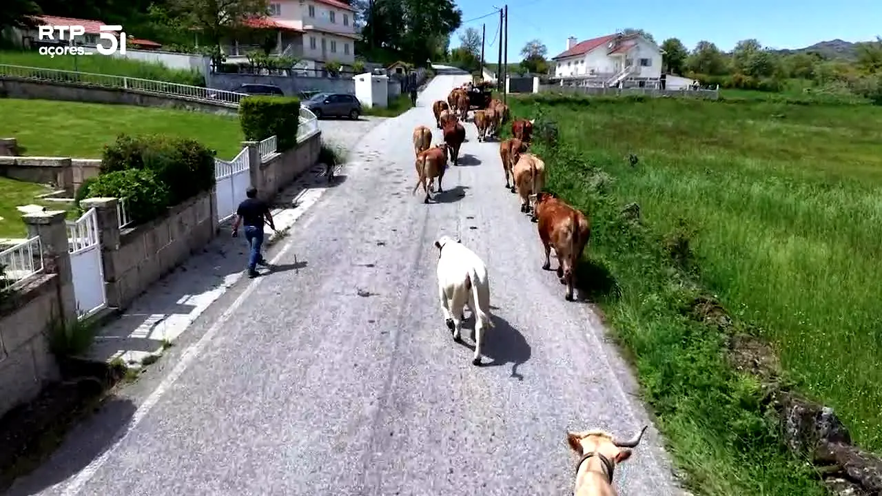RTP Açores live