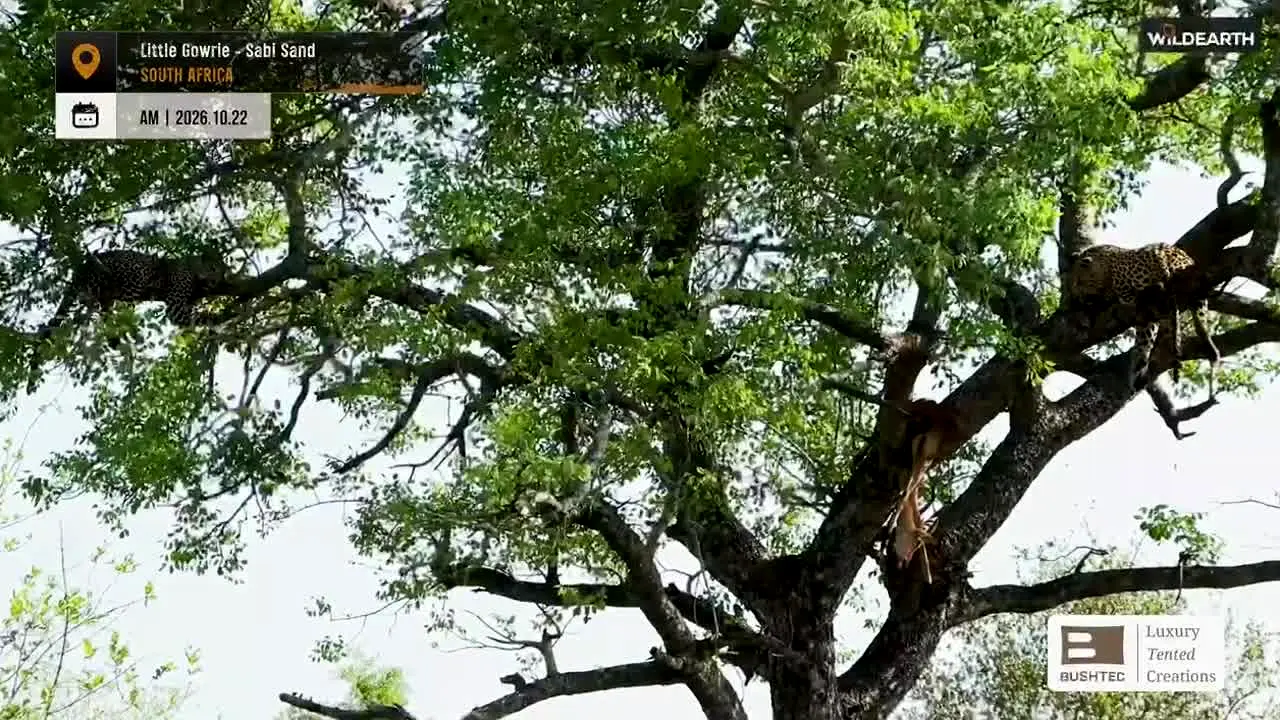 WildEarth live