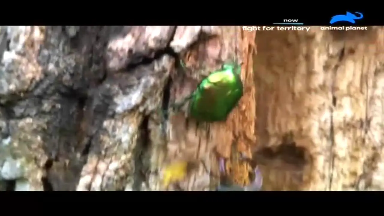 Animal Planet in diretta