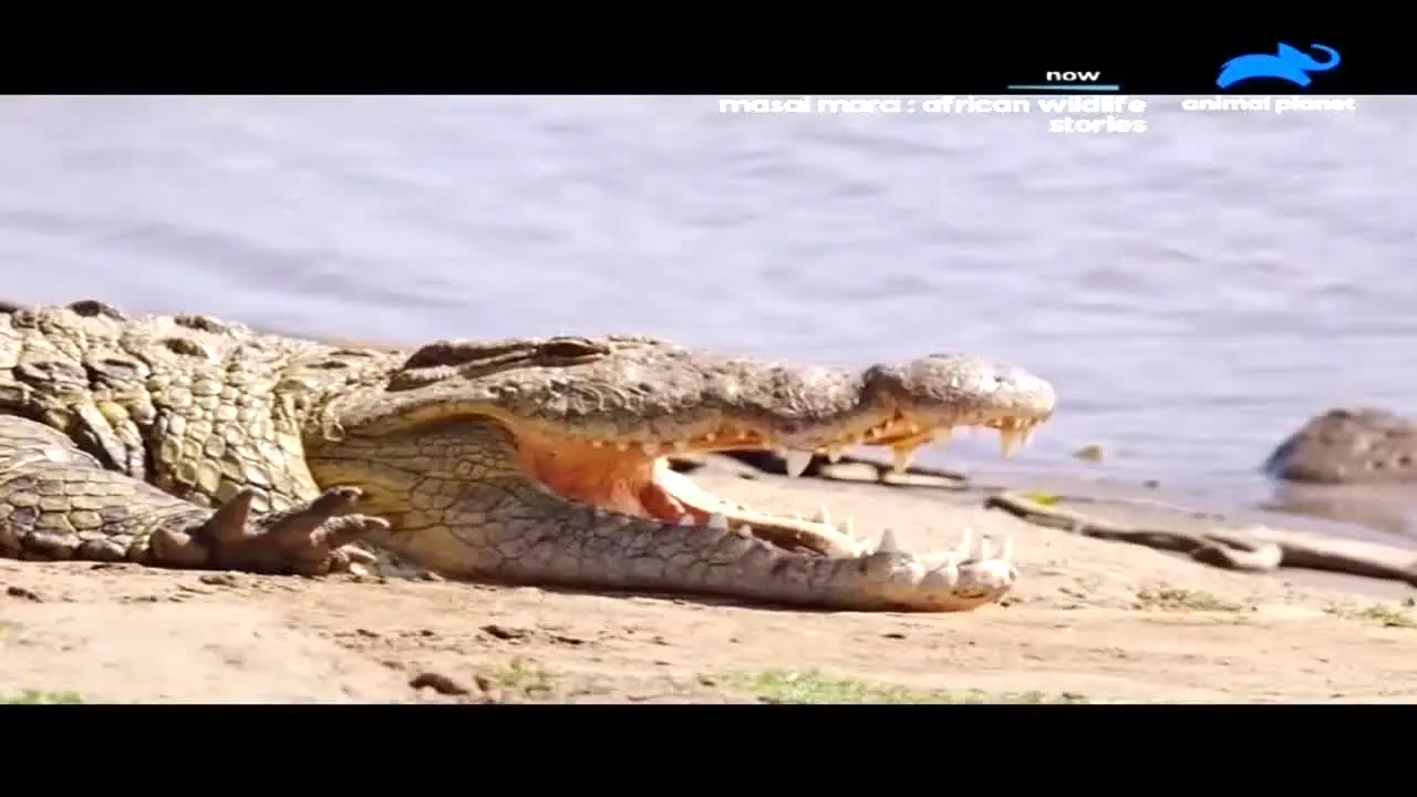 Animal Planet live