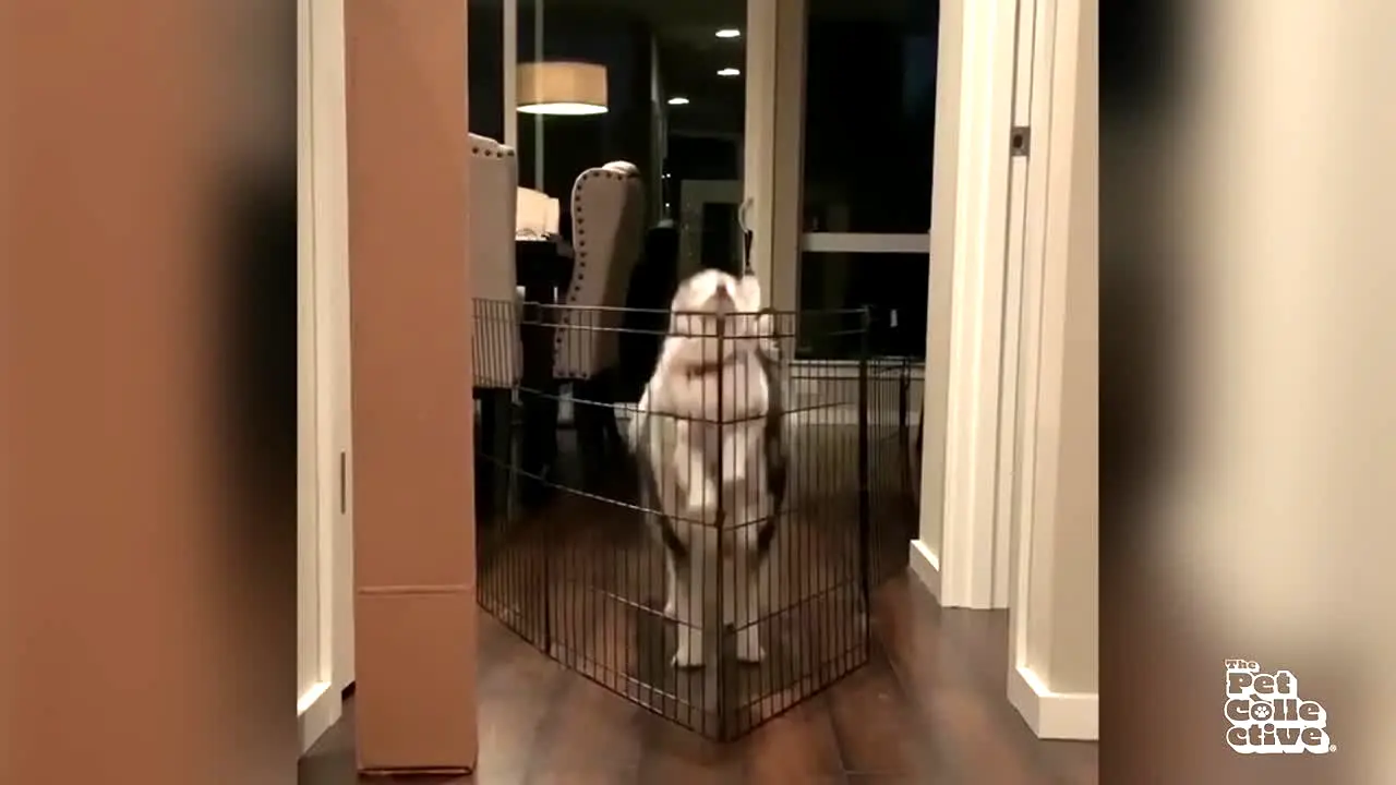 The Pet Collective live