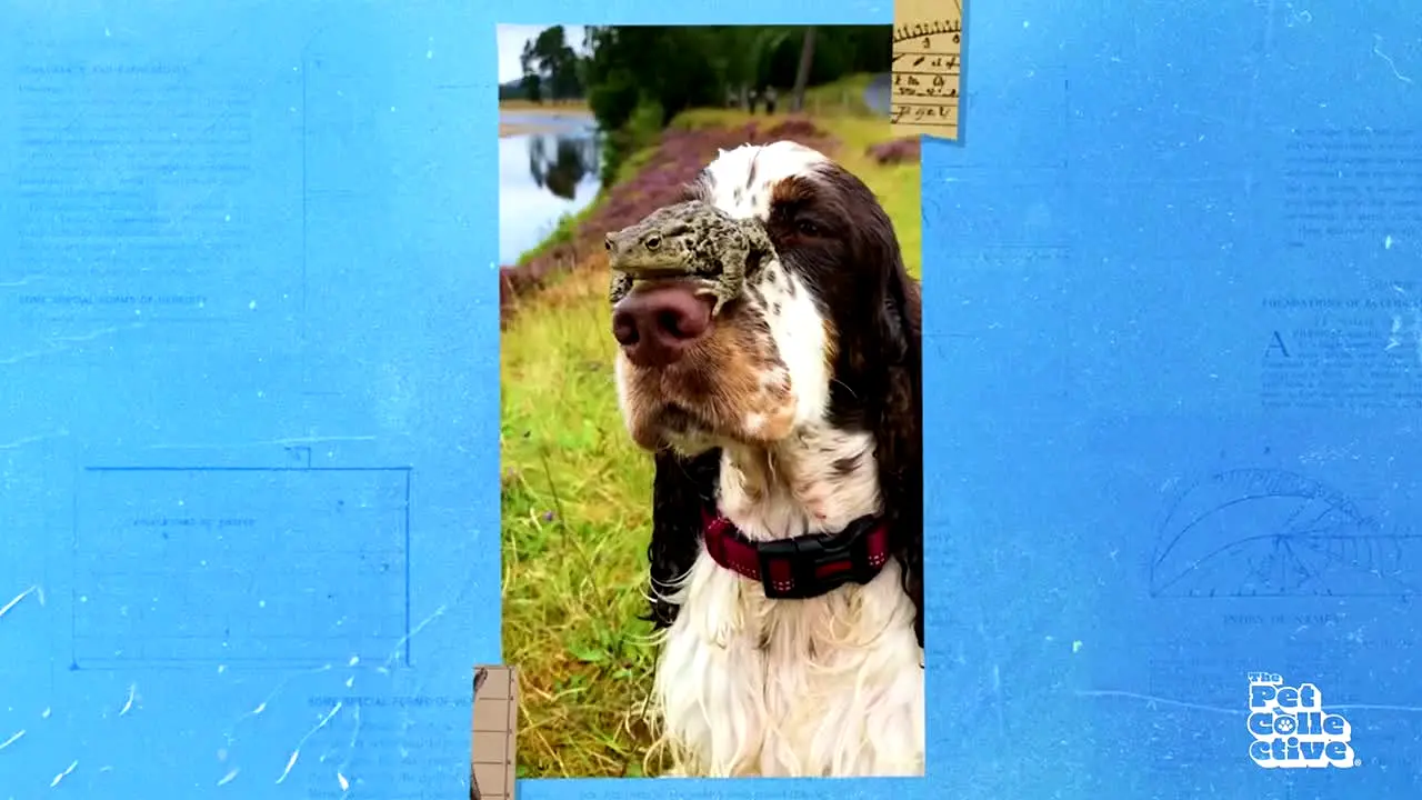The Pet Collective in diretta