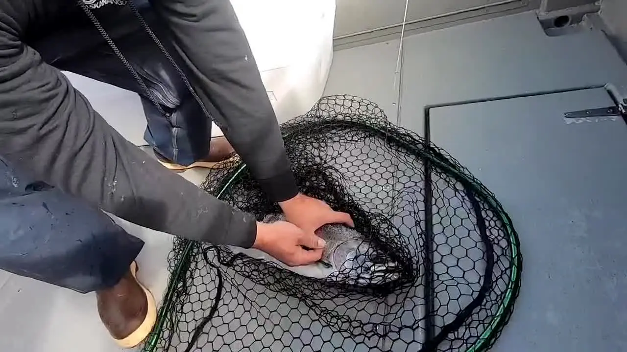 Wired2Fish live