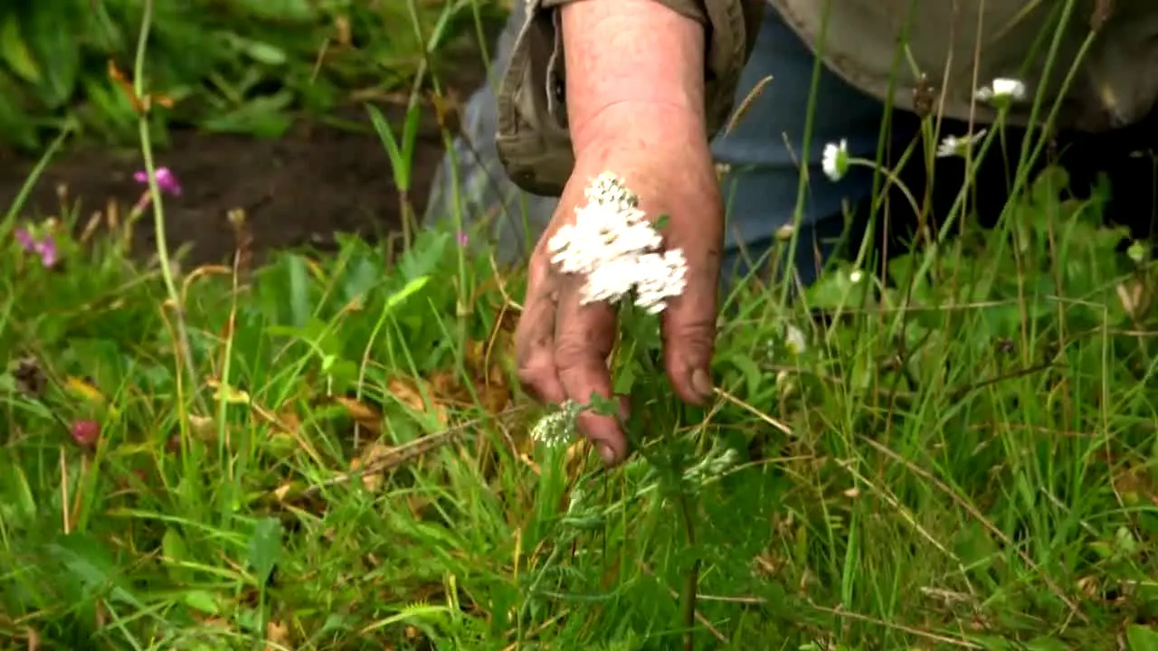 Garden Rescue na żywo