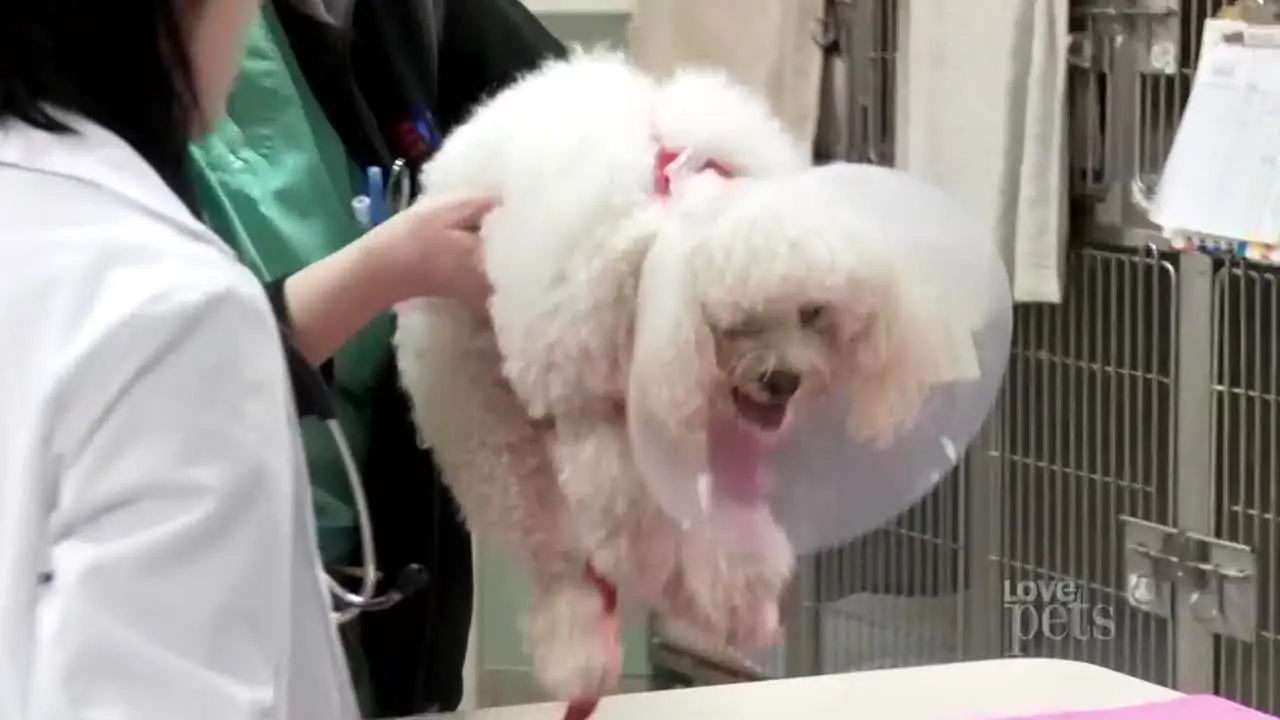 Love Pets live