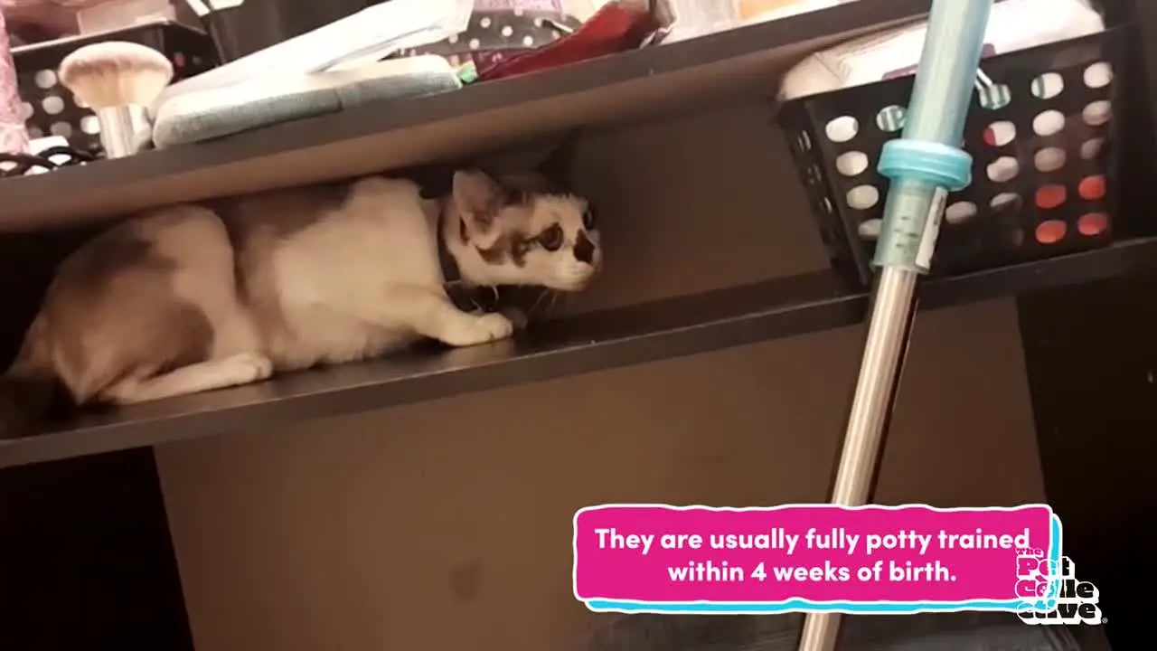 The Pet Collective live