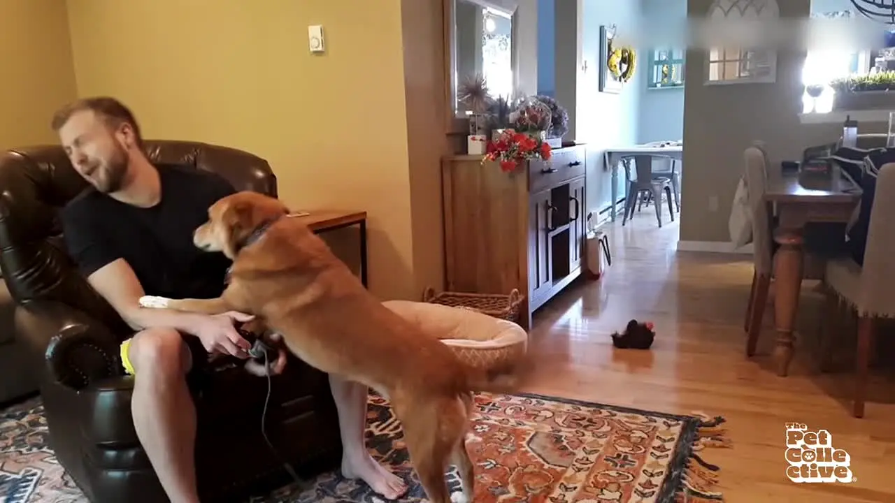 The Pet Collective — прямой эфир