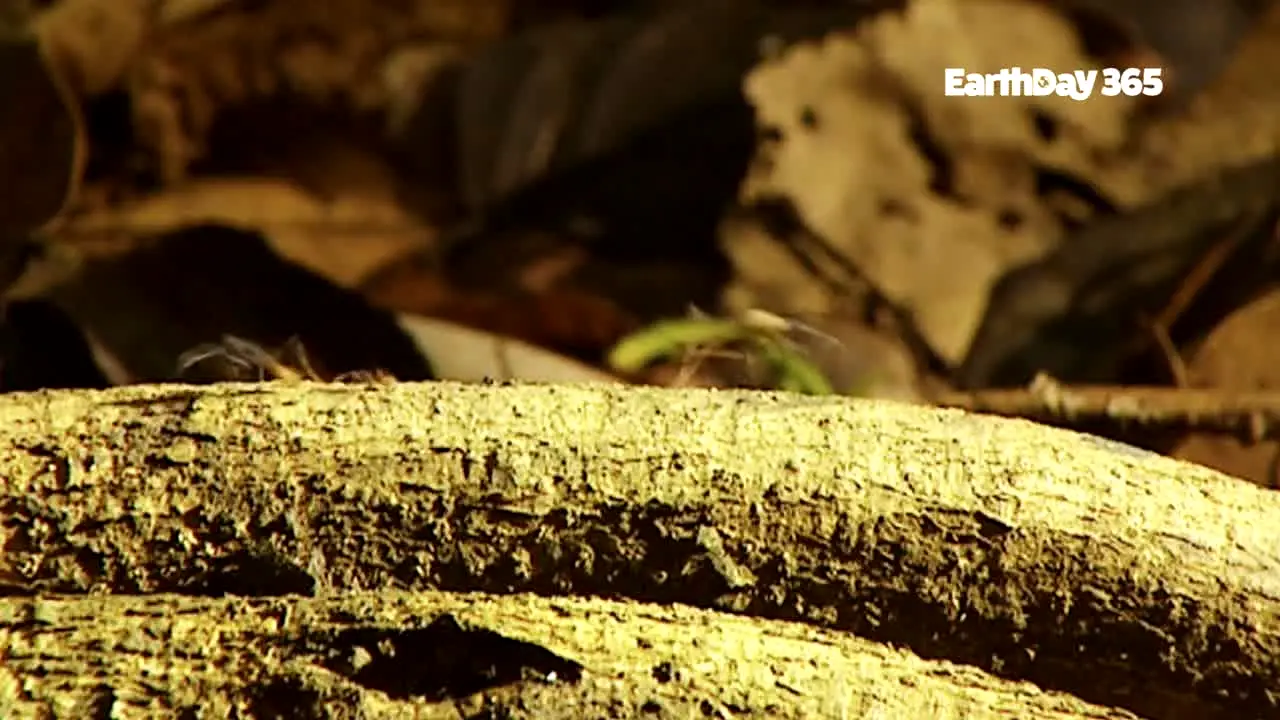 EarthDay 365 ao vivo