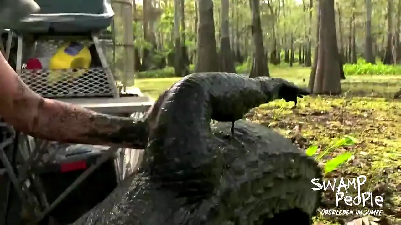 Swamp People live