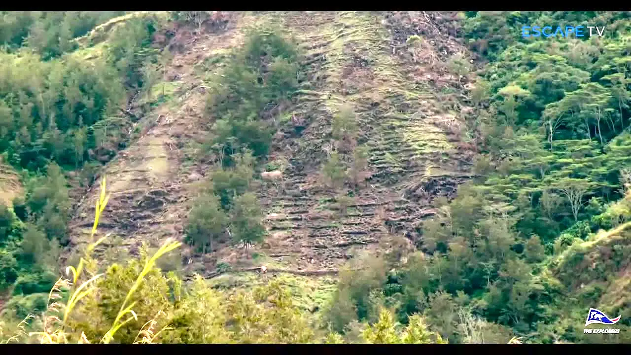 Escape TV na żywo
