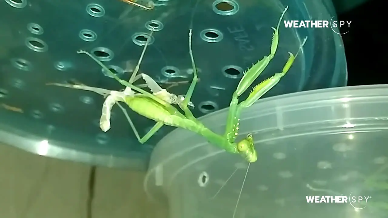 Weather Spy live