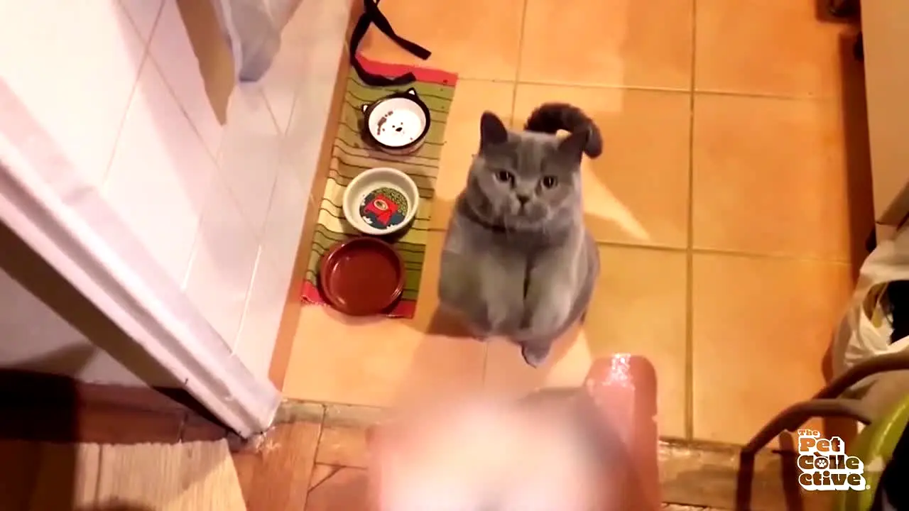 The Pet Collective live
