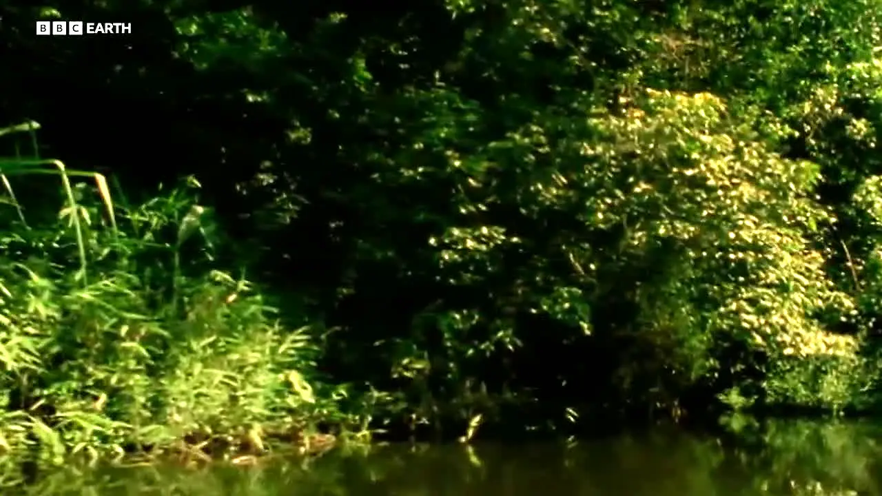 BBC Earth live
