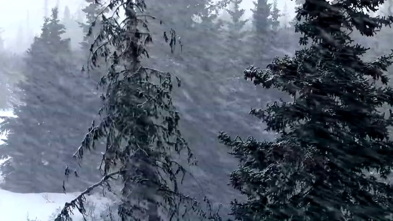 Storm Vibes live