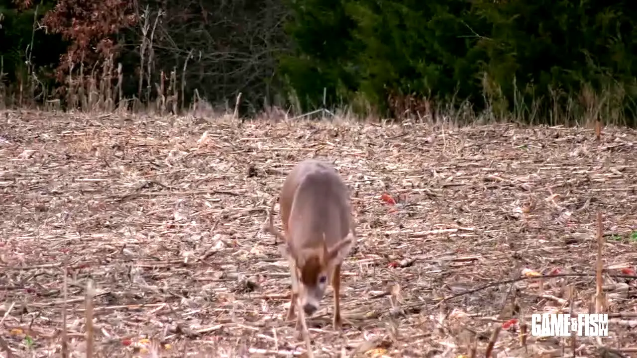 Game & Fish TV in diretta