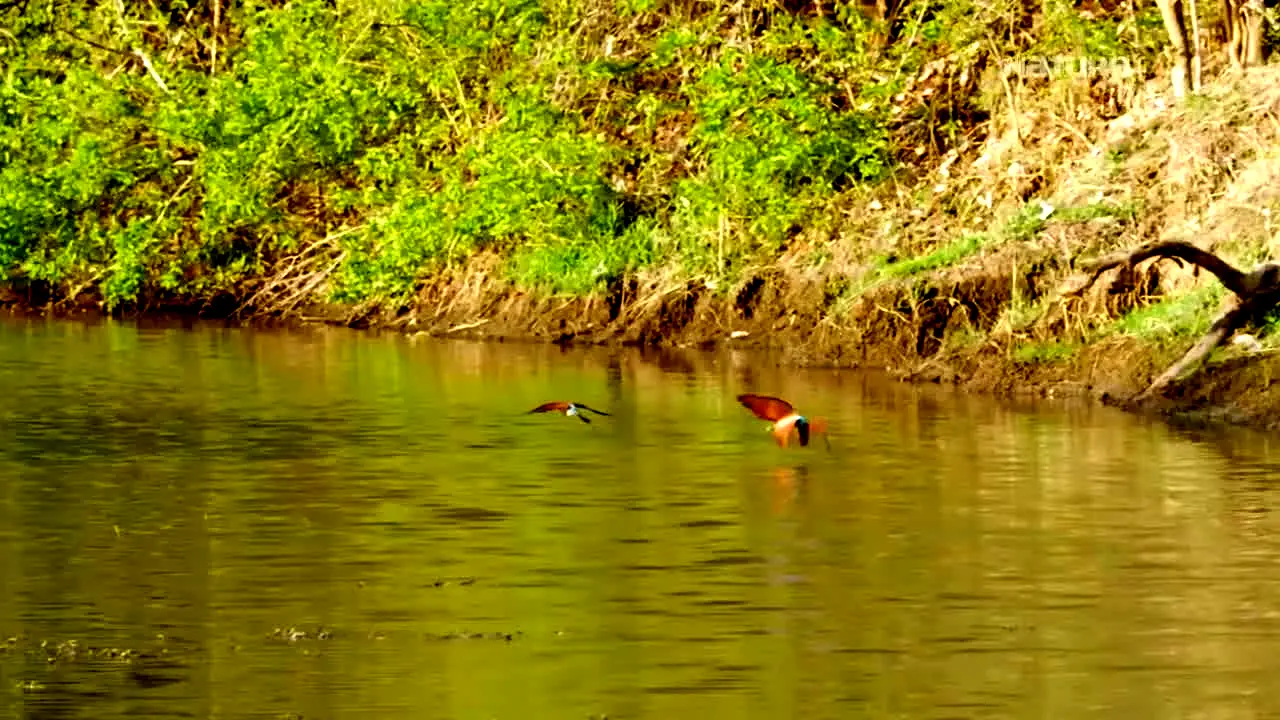 Nature Time live