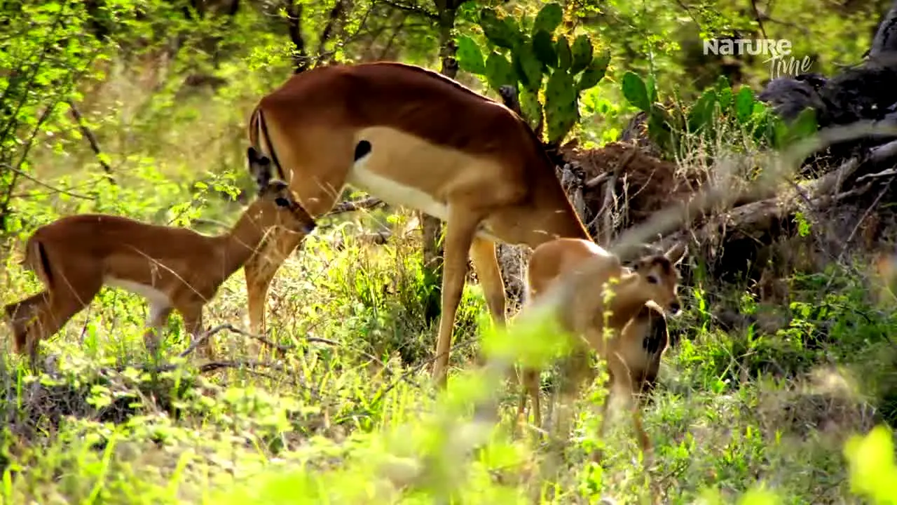 Nature Time live