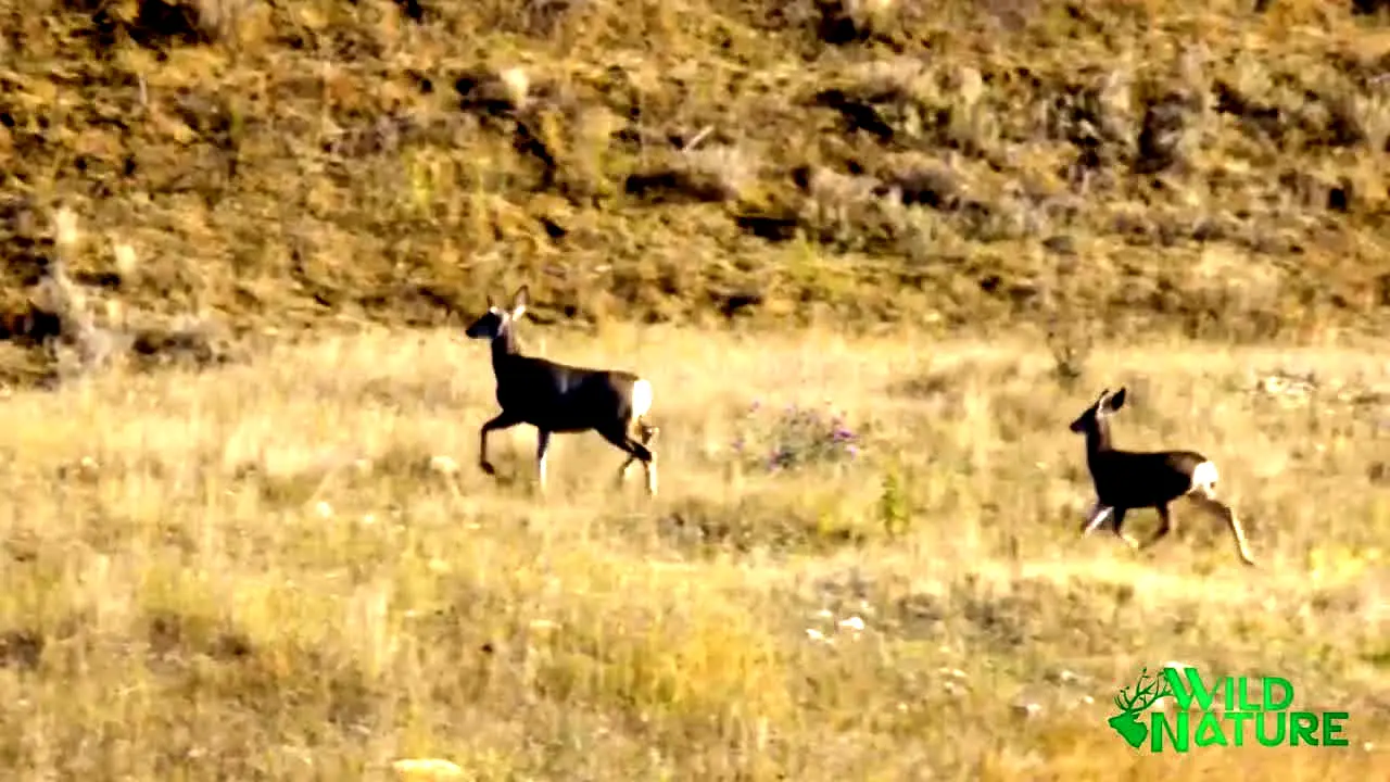 Wild Nature live