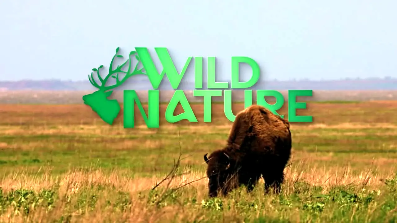 Wild Nature in diretta