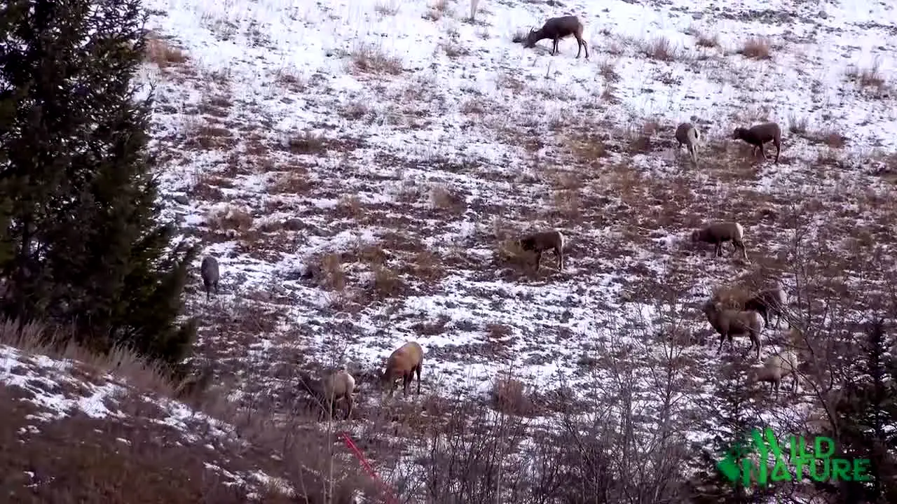 Wild Nature live