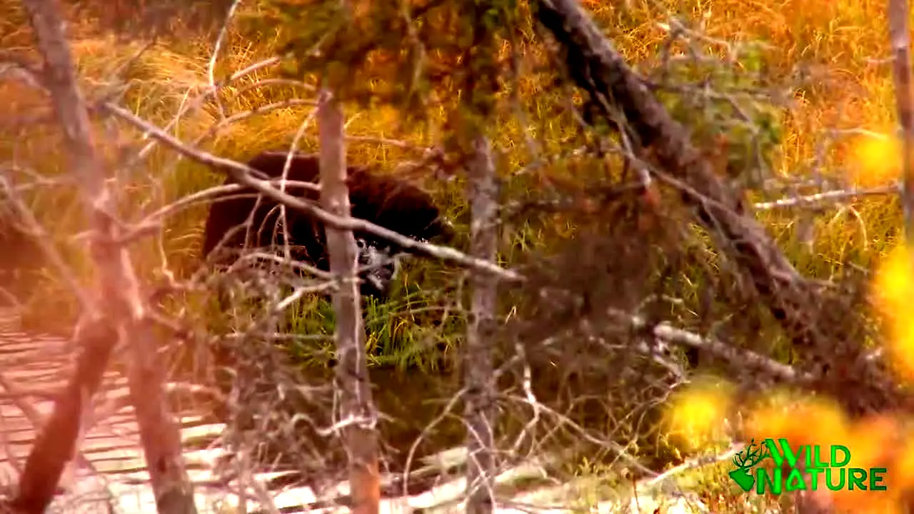 Wild Nature ao vivo
