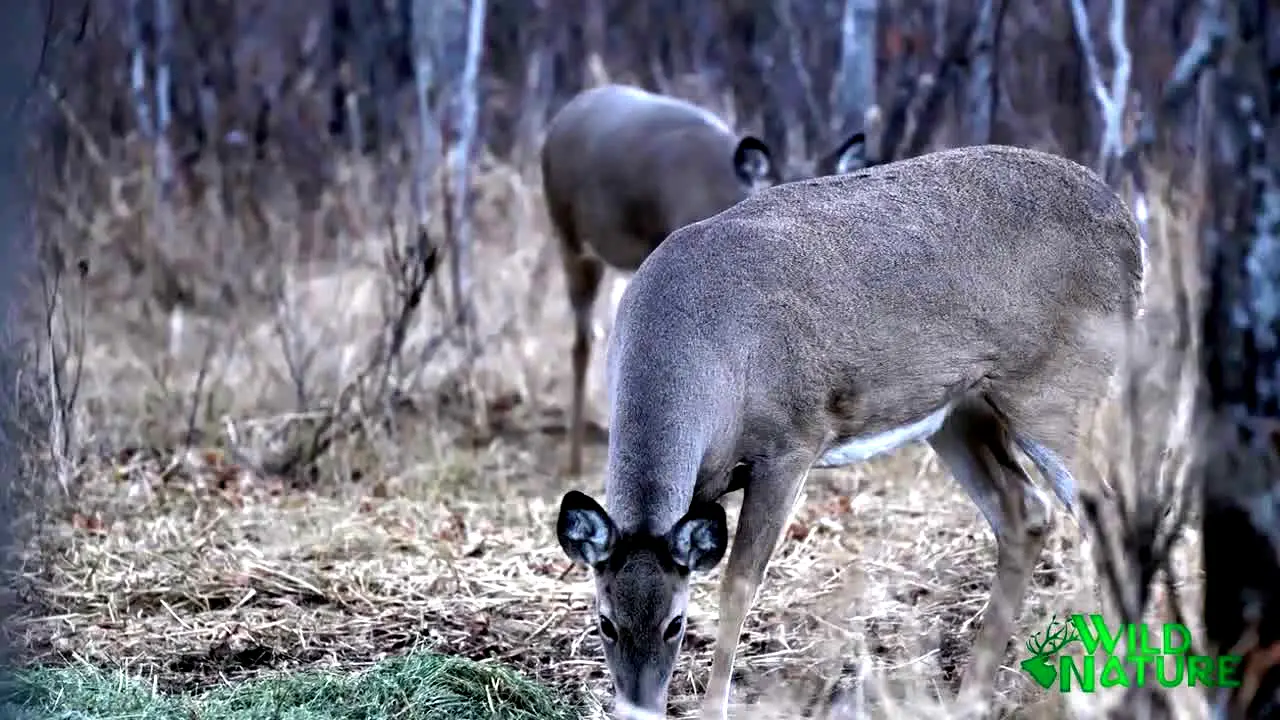 Wild Nature en direct