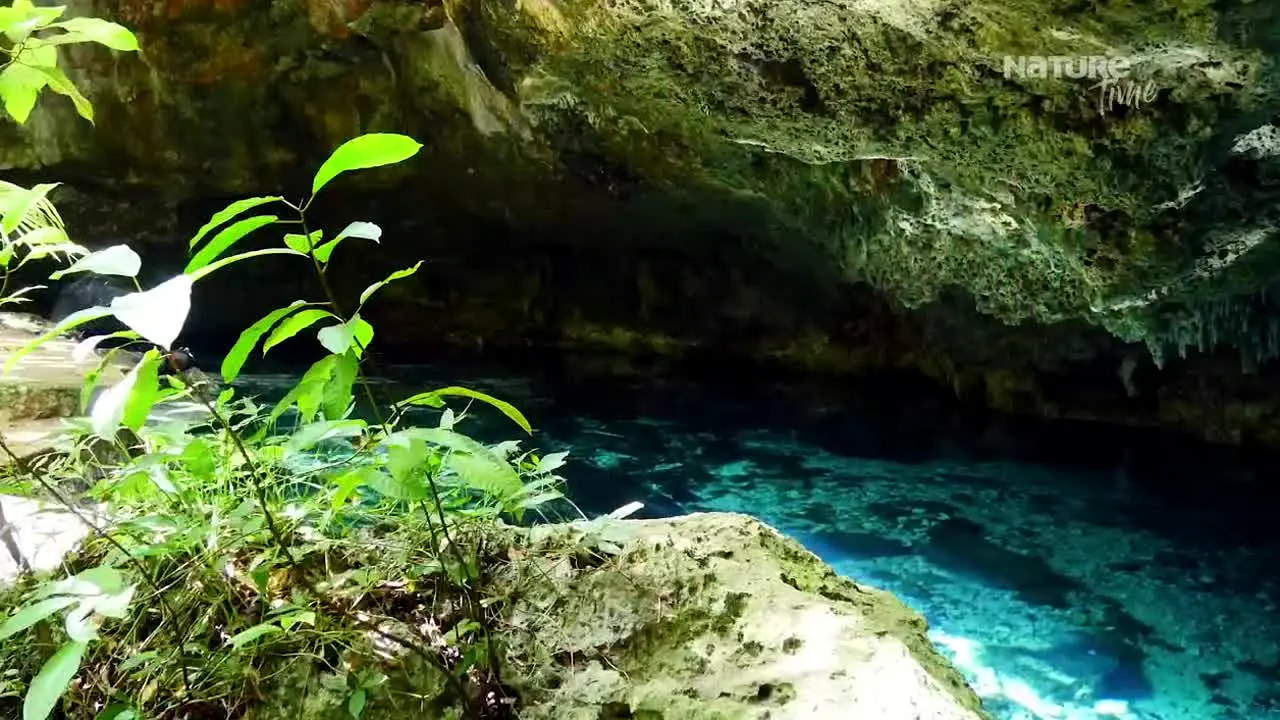 Nature Time en vivo