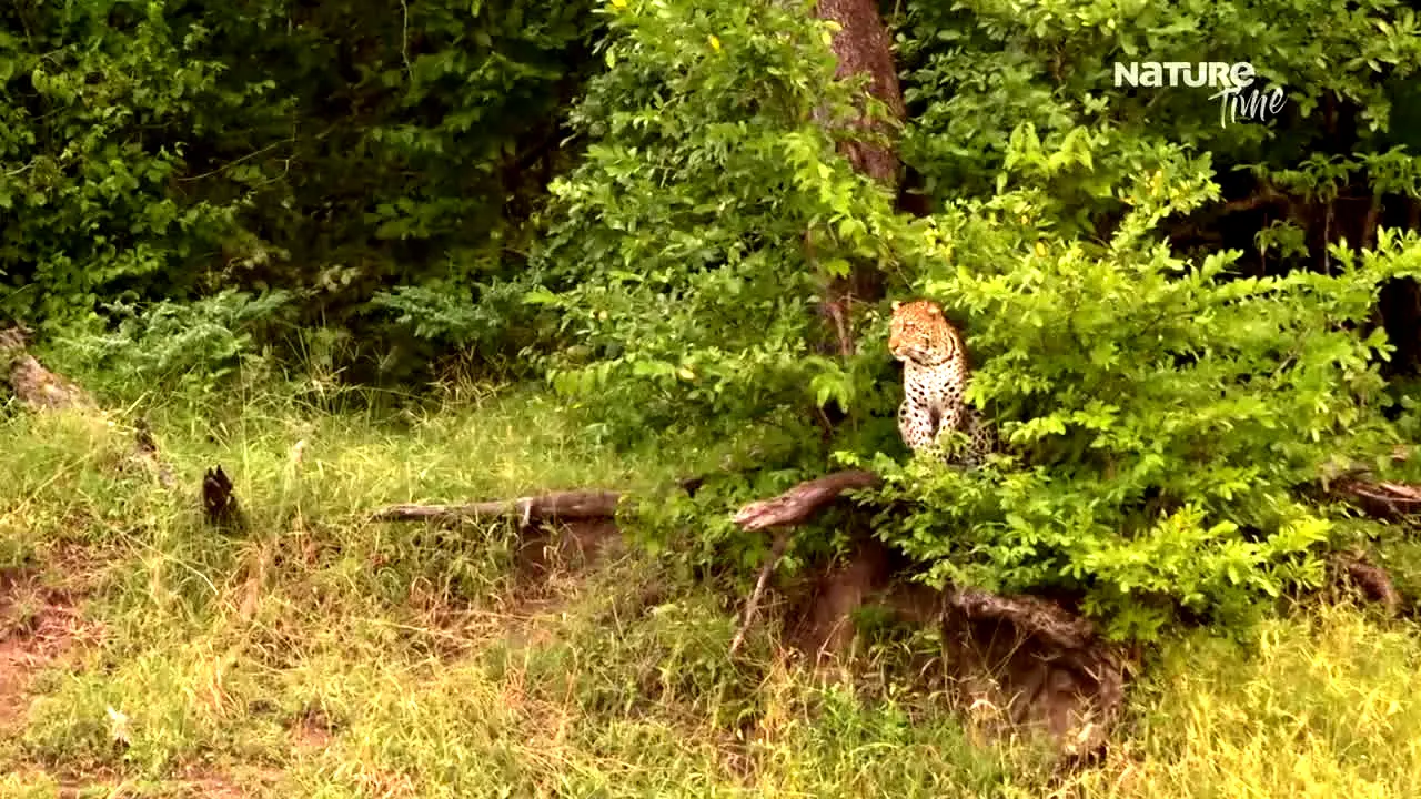 Nature Time in diretta