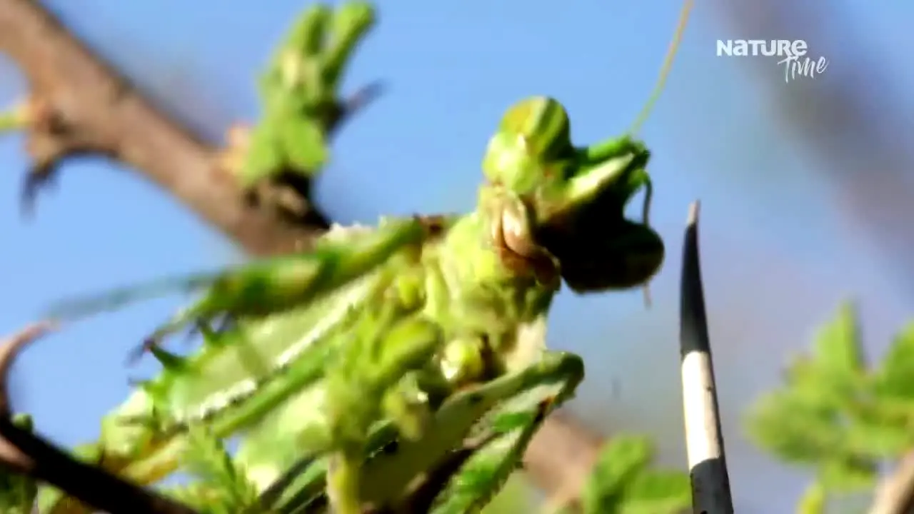 Nature Time na żywo