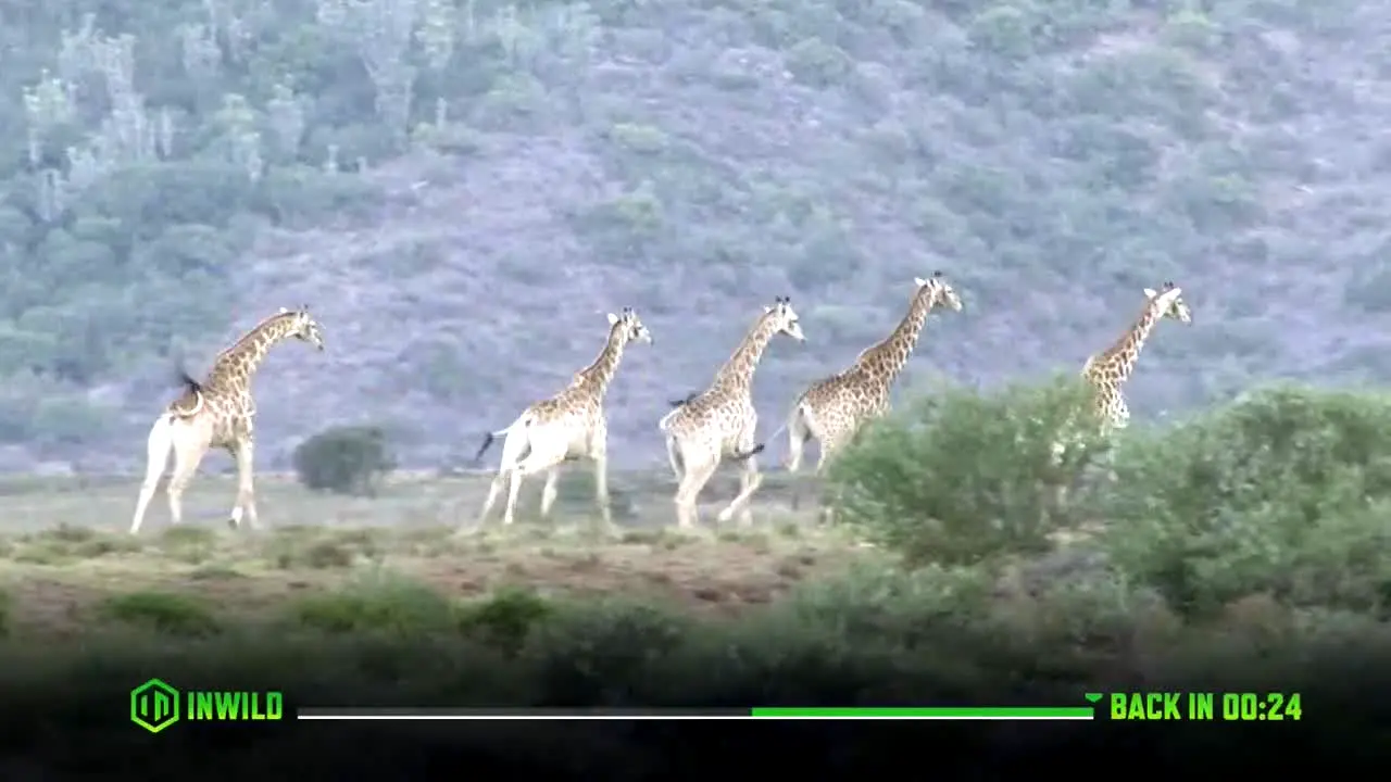 INWILD live