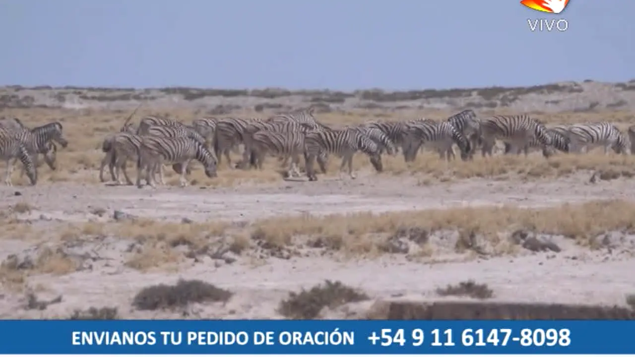 Solidaria TV live