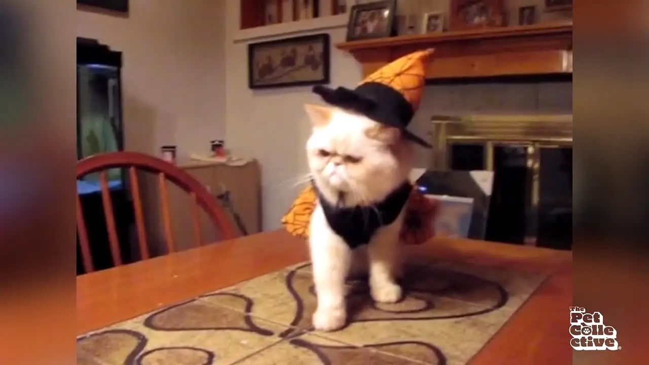 The Pet Collective live