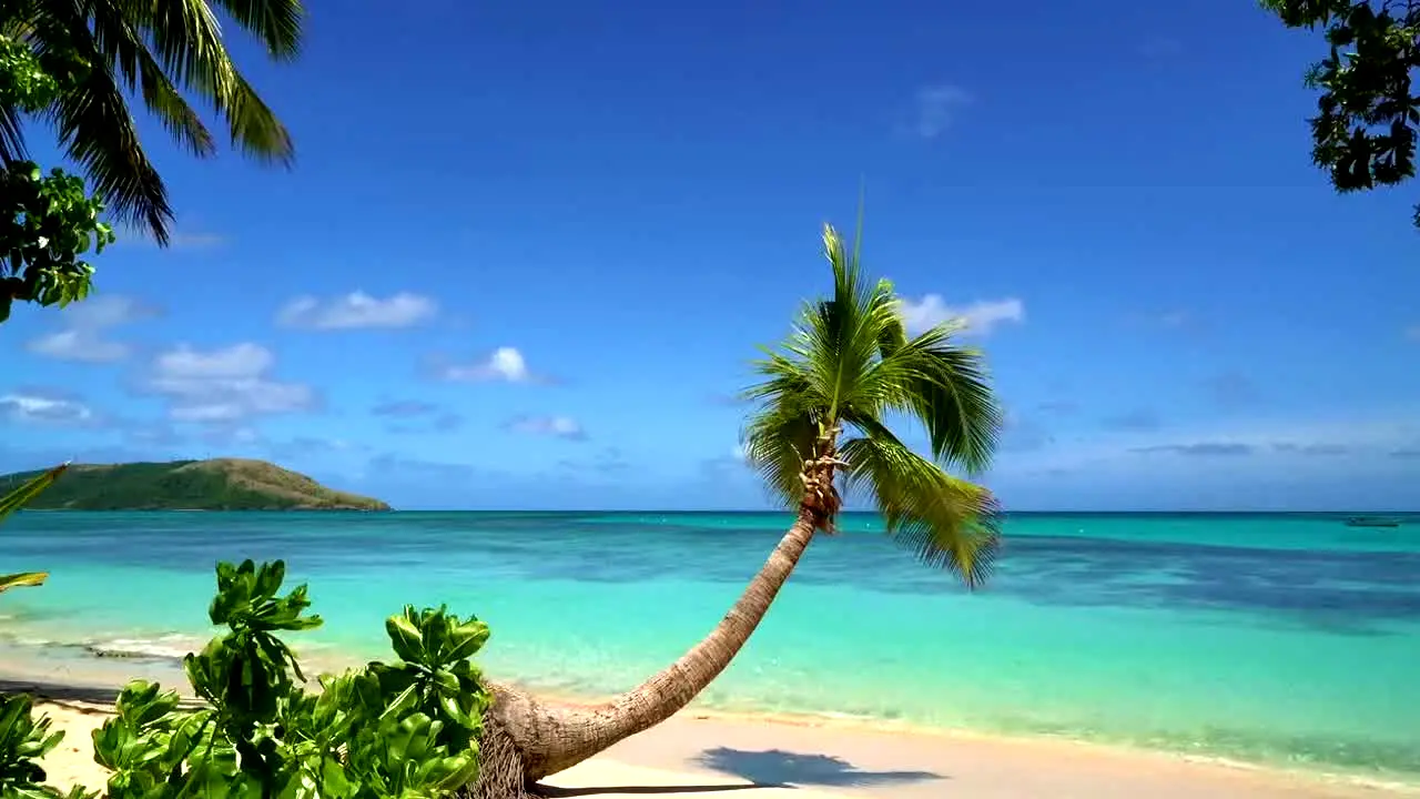Island Vibes live