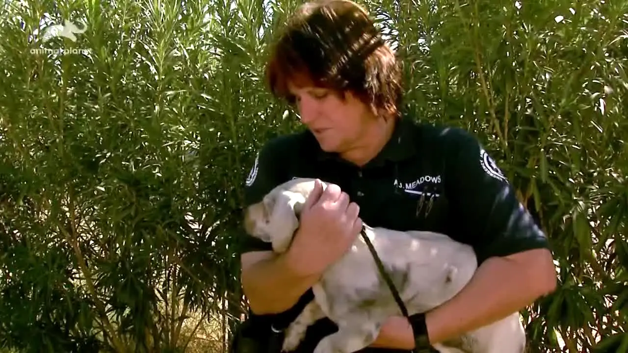 Animal Planet ao vivo