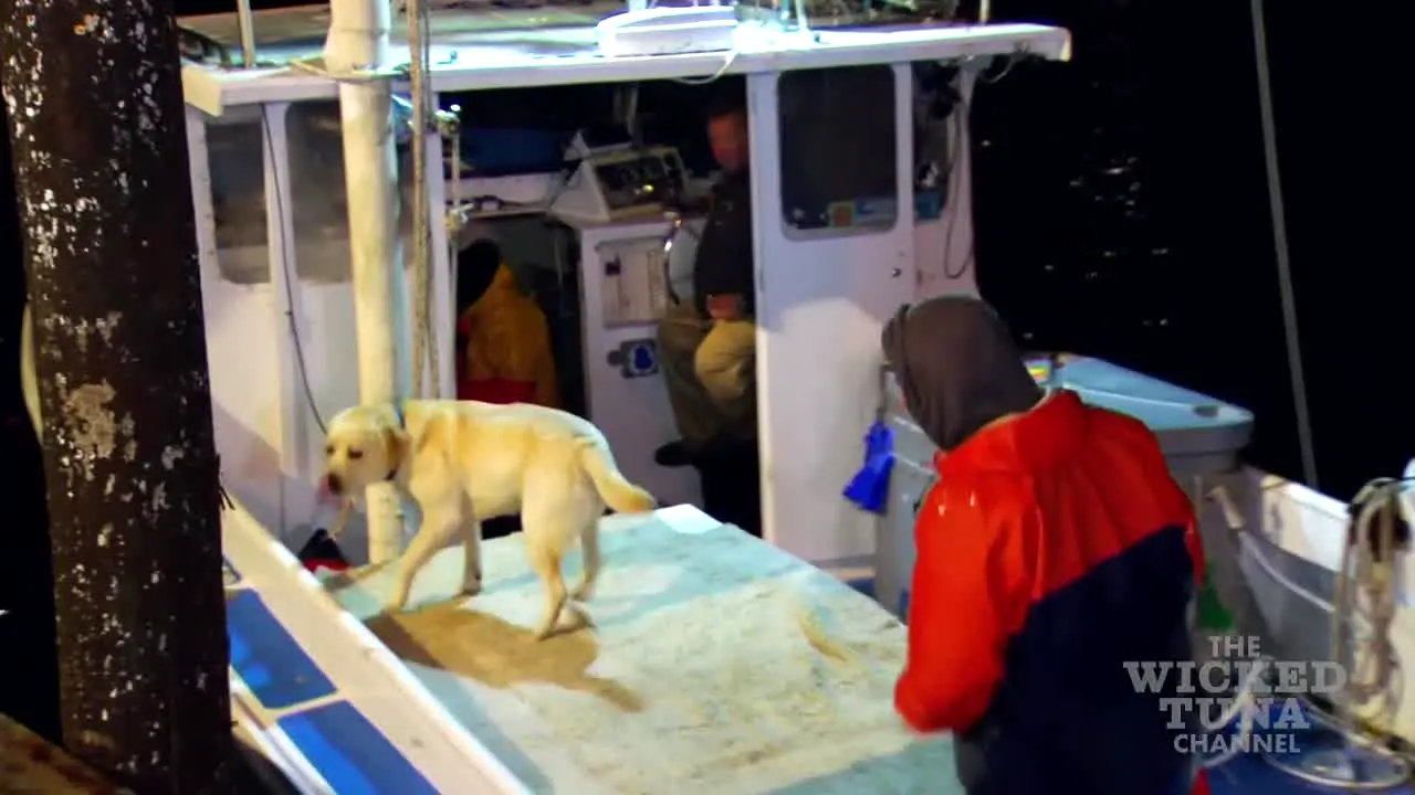 Wicked Tuna ao vivo