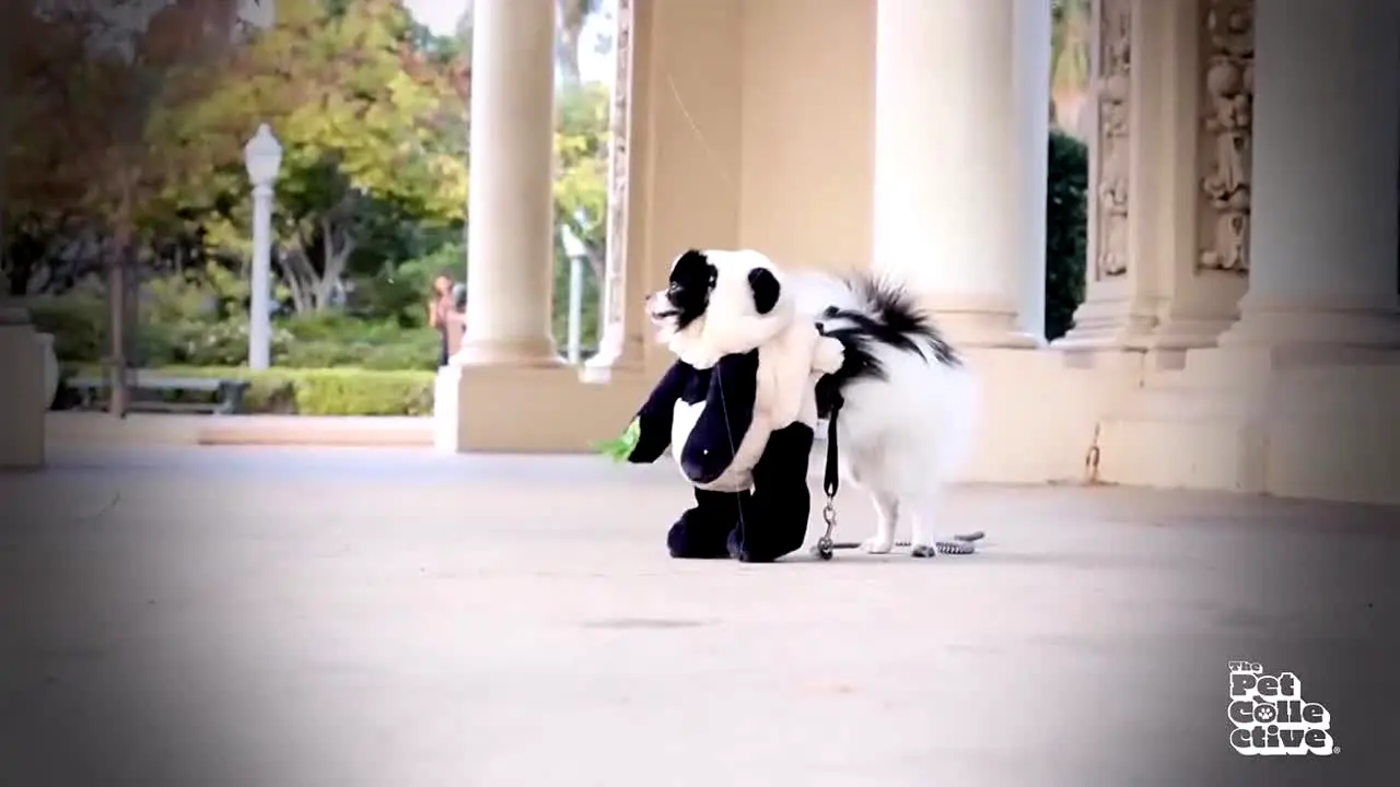 The Pet Collective live