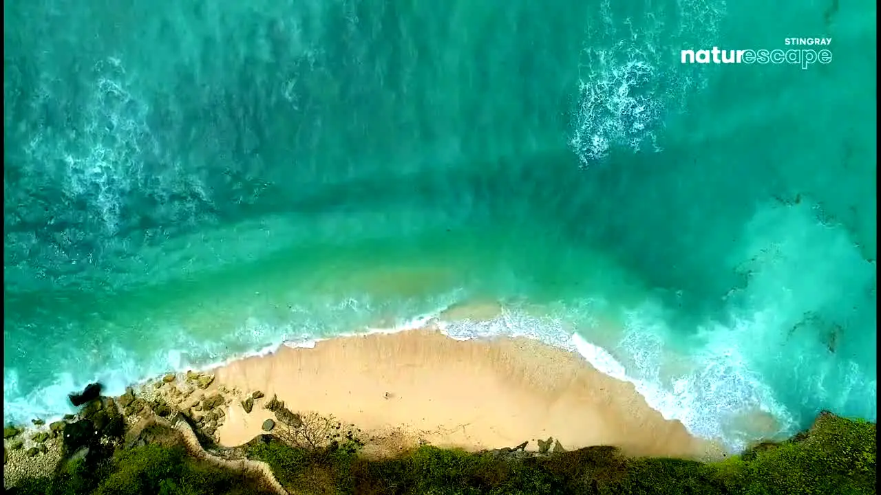 Stingray Naturescape na żywo