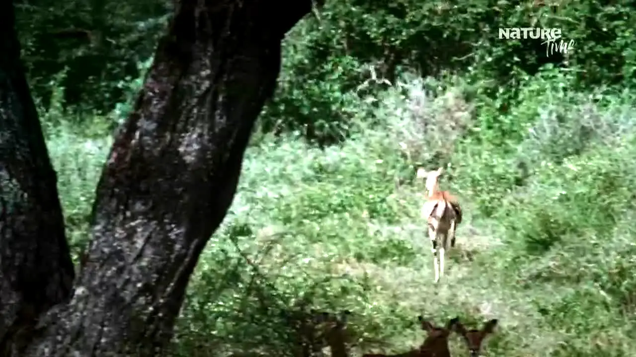 NatureTime ao vivo