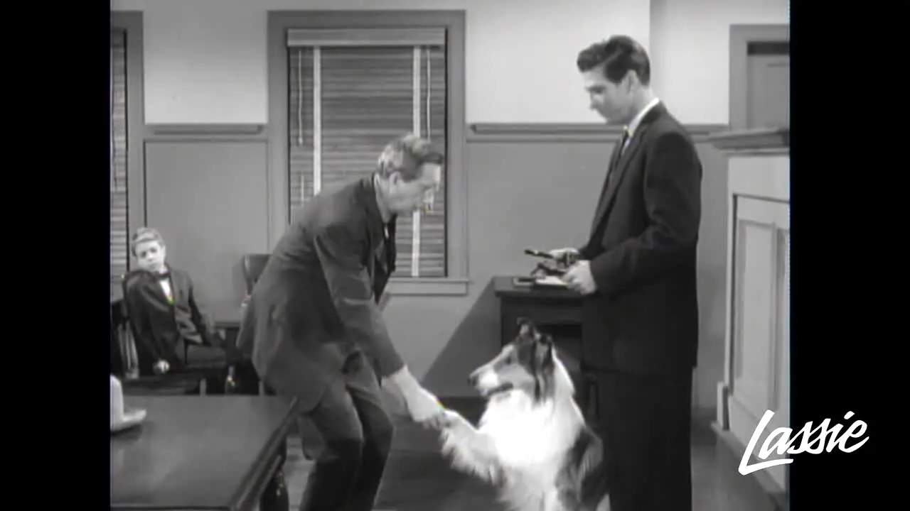 Lassie live